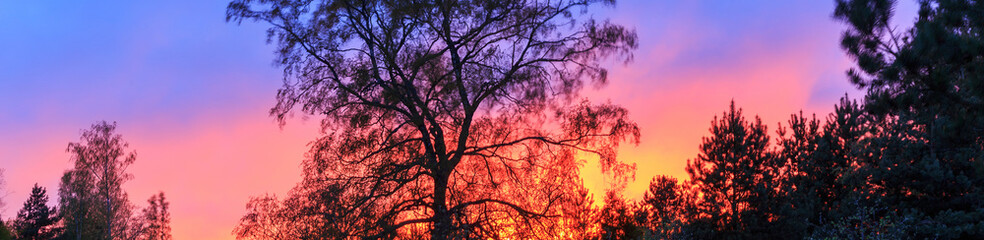 Beautiful birch tree and pine tops against a bright spring sunset.