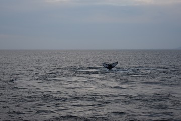 Obraz premium Whale tail emerging from the ocean