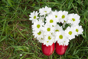 chrysanthemum flowers in red boots. summer time.Beautiful chamomile flowers in rubber boots, rustic garden.