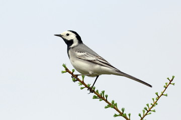 Motacilla alba. White Wagtail close-up in the Arctic