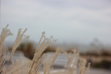 Pampas grass at the beach