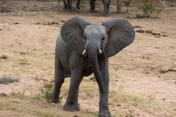 Obraz premium Young African Elephant (Loxodonta africana) in the Timbavati reserve, South Africa