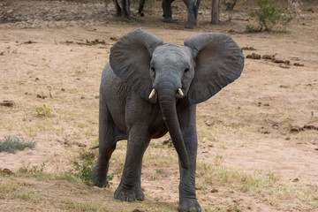 Fototapeta na wymiar Young African Elephant (Loxodonta africana) in the Timbavati reserve, South Africa