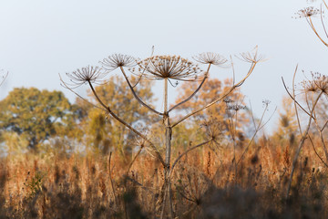 Hogweed close-up on a blurry background. Harmful poisonous plant