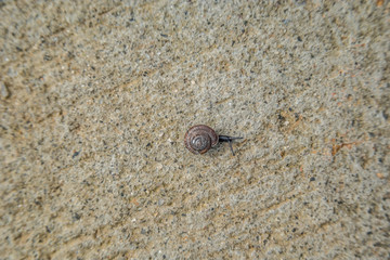 Snail crawling on the sidewalk