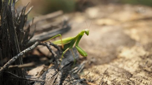 Predatory green insect known as the Praying Mantis (Mantis religiosa) standing on the cutted tree trunk in the forest in HD VIDEO. Illuminated by sunlight. Close-up.