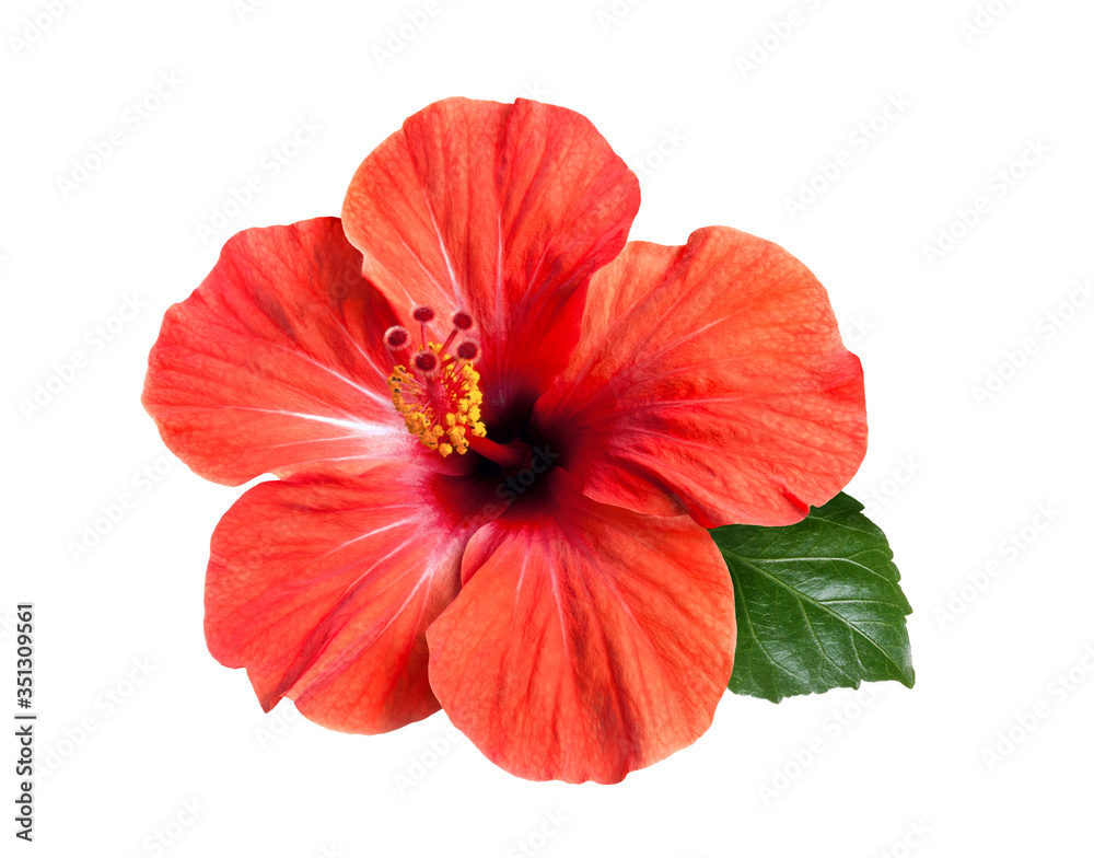 Wall mural bright red hibiscus flower isolated