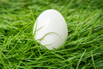 white chicken egg lies in the green grass