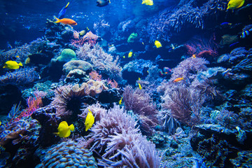 Coral reef and fish underwater photo. Underwater world scene.