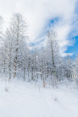 Winter snow covered trees in the  mountains