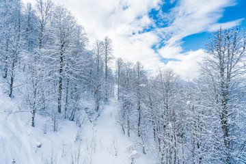 Winter snow covered trees in the  mountains