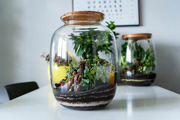 Small decoration plants in a glass bottle/garden terrarium bottle/ forest in a jar. Terrarium jar with piece of forest with self ecosystem. Save the earth concept. Bonsai, set of terrariums/ jars