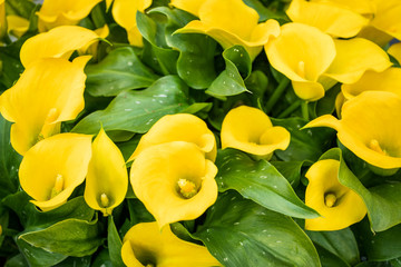 Bouquet of yellow Calla lilies. Zantedeschia