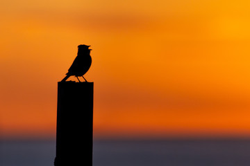 Canto al atardecer.