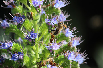 Abeja polinizando una flor en primavera