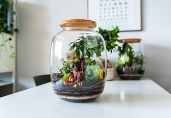 Small decoration plants in a glass bottle/garden terrarium bottle/ forest in a jar. Terrarium jar with piece of forest with self ecosystem. Save the earth concept. Bonsai, set of terrariums/ jars