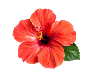 bright red hibiscus flower isolated - obrazy, fototapety, plakaty