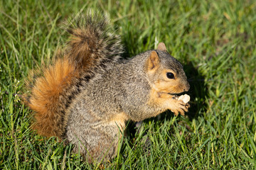 Naklejka na ściany i meble eastern fox squirrel looking for a snack on a sunny day in the park