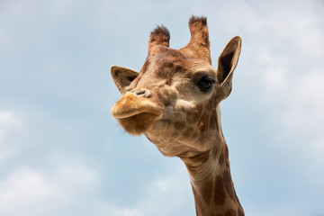 Giraffe head against a blue cloudy sky