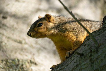eastern fox squirrel looking for a snack on a sunny day in the park