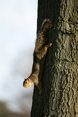 Obraz premium eastern fox squirrel looking for a snack on a sunny day in the park