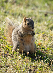 eastern fox squirrel looking for a snack on a sunny day in the park
