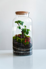 Small decoration plants in a glass bottle/garden terrarium bottle/ forest in a jar. Terrarium jar with piece of forest with self ecosystem. Save the earth concept. Bonsai, set of terrariums/ jars