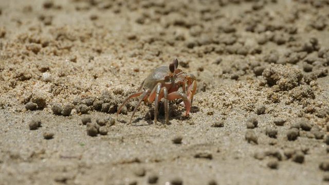 Ghost crab - Ocypode stimpsoni - is in a sandy beach in Fukuoka city, JAPAN. without sounds