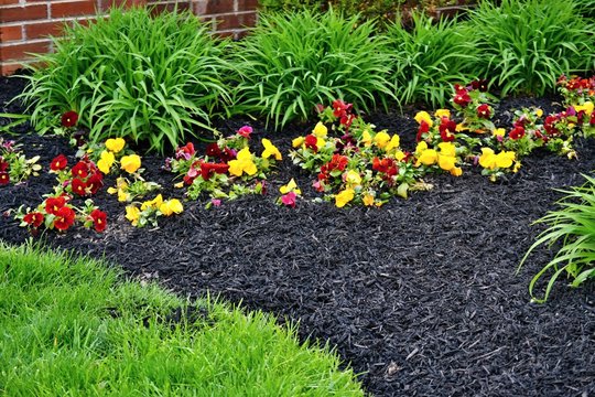 Spring flowerbed freshly filled with new mulch and compost mixture with growing Hemerocallis leaves bunches, violets and trimmed lawn edge in West Lafayette, Indiana