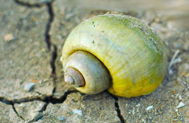 close up of an apple snail on arid ground, river snail, shellfish animal 