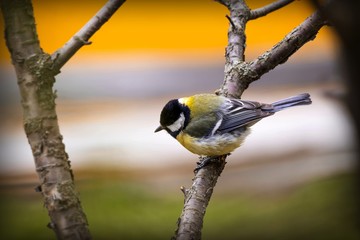 Beautiful little bird with yellow plumage sits on a tree branch