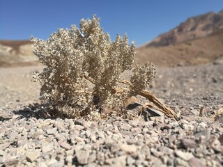 Life dies in the death valley, USA