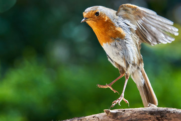 Coming In for a Landing