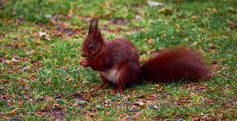 Squirrel, scientific Sciurus vulgaris, sitting on a lawn and holding an acorn.