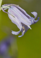 Bluebell