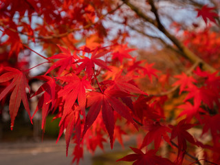 秋の紅葉