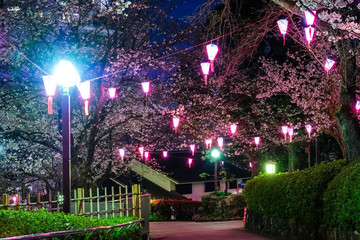 Obraz premium 東京 王子 飛鳥山公園 夜桜