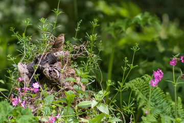 wren and flowers