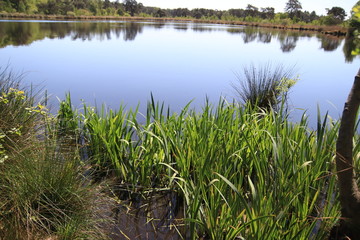 Tall grass by the water