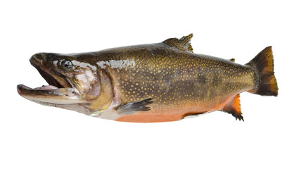 Brook Trout