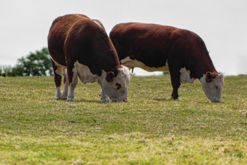 cows grazing in a field