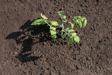 Mulching the topsoil on a vegetable bed with mowed grass from the lawn. production of biohumus organic fertilizer. Earth erosion.