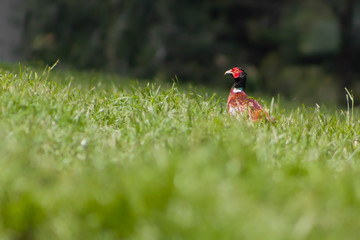 pheasant on grass