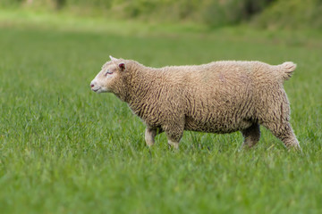 Naklejka na ściany i meble sheep in a field