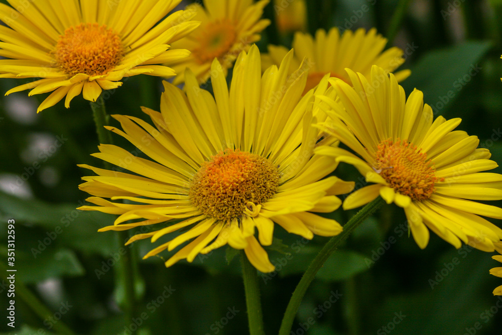 Wall mural blossoms of coneflowers (rudbeckia) in yellow and orange