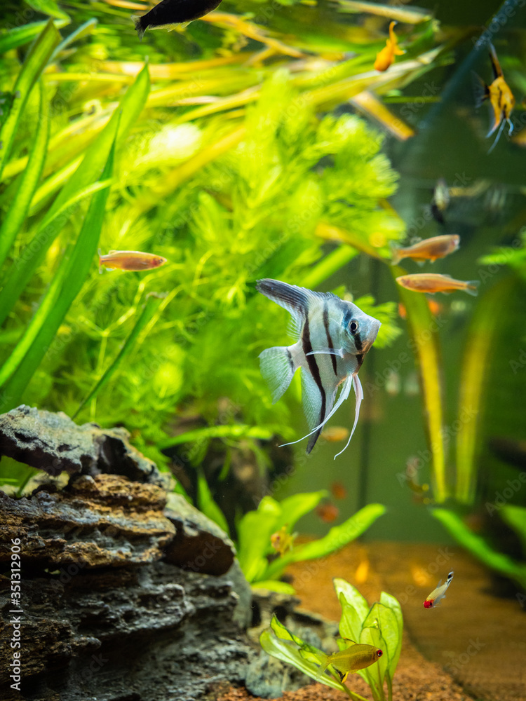 Poster Angelfish in a comunitary tropical aquarium (Pterophyllum scalare) - Posters