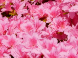 pink hydrangea flowers