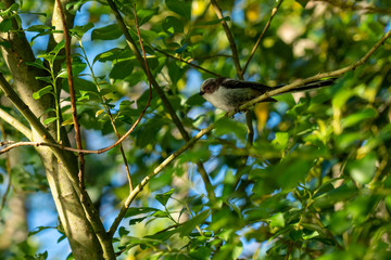 Long tailed tit on a tree branch