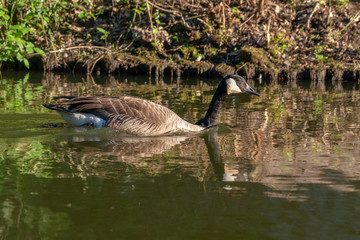 Goose going through the water in the evening sun