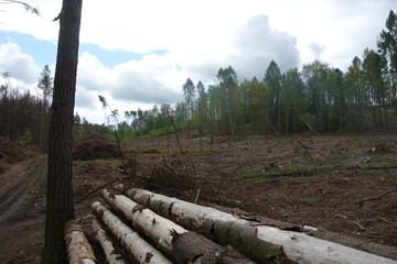 forest, bark beetle, forest calamity, felled trees, sad look